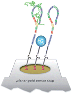 Graphical abstract: Aptamer-based biochips for label-free detection of plant virus coat proteins by SPR imaging