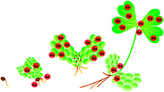 Graphical abstract: In vivo micro X-ray analysis utilizing synchrotron radiation of the gametophytes of three arsenic accumulating ferns, Pteris vittata L., Pteris cretica L. and Athyrium yokoscense, in different growth stages