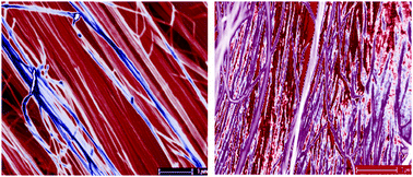 Graphical abstract: Polymer confinement effects in aligned carbon nanotubes arrays