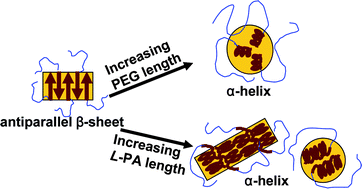 Graphical abstract: Block length affects secondary structure, nanoassembly and thermosensitivity of poly(ethylene glycol)-poly(l-alanine) block copolymers