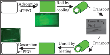 Graphical abstract: Capture/release ability of thermo-responsive polymer particles