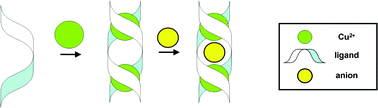 Graphical abstract: Zwitterionic dicopper helicates: anion encapsulation and binding studies