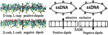 Graphical abstract: Single-stranded DNA adsorption on chiral molecule coated Au surface: a molecular dynamics study