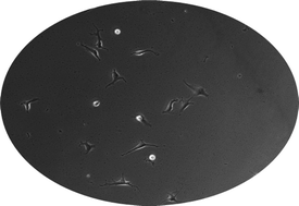 Graphical abstract: Control of cell migration using a conducting polymer device