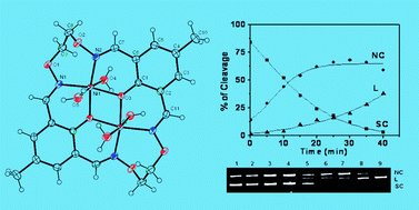 Graphical abstract: Structural, electrochemical, phosphate-hydrolysis, DNA binding and cleavage studies of new macrocyclic binuclear nickel(ii) complexes