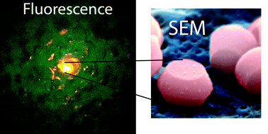 Graphical abstract: Ultrabright fluorescent mesoporous silica particles