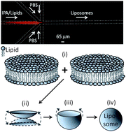 Graphical abstract: Effects of temperature, acyl chain length, and flow-rate ratio on liposome formation and size in a microfluidic hydrodynamic focusing device