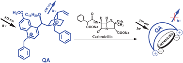 Graphical abstract: Highly selective recognition of carbenicillin via concerted interactions in 100% aqueous solution
