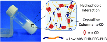 Graphical abstract: Elucidating rheological property enhancements in supramolecular hydrogels of short poly[(R,S)-3-hydroxybutyrate]-based amphiphilic triblock copolymer and α-cyclodextrin for injectable hydrogel applications