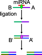 Graphical abstract: Simple and sensitive detection of microRNAs with ligasechain reaction