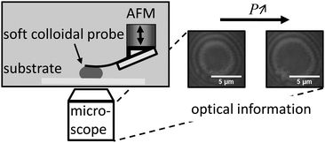 Graphical abstract: Characterization of adhesion phenomena and contact of surfaces by soft colloidal probe AFM