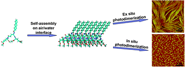 Graphical abstract: Self-assembly of l-glutamate based aromatic dendrons through the air/water interface: morphology, photodimerization and supramolecular chirality