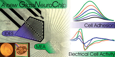 Graphical abstract: Modular glass chip system measuring the electric activity and adhesion of neuronal cells—application and drug testing with sodium valproic acid