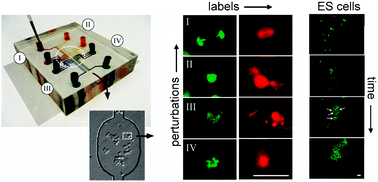 Graphical abstract: Microfluidics-integrated time-lapse imaging for analysis of cellular dynamics