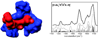 Graphical abstract: Probing the specific interactions and structures of gas-phase vancomycin antibiotics with cell-wall precursor through IRMPD spectroscopy