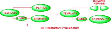 Graphical abstract: Design and synthesis of enediyne-based peptide with selective peptide-cleaving activity