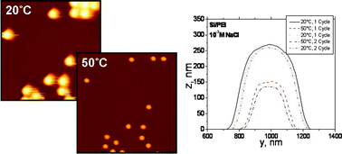 Graphical abstract: Control of number density and swelling/shrinking behavior of P(NIPAM–AAc) particles at solid surfaces