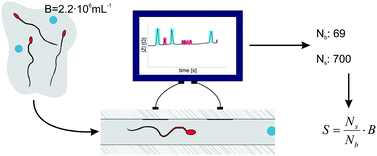 Graphical abstract: On-chip determination of spermatozoa concentration using electrical impedance measurements