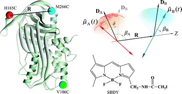 Graphical abstract: Extended Förster theory: a quantitative approach to the determination of inter-chromophore distances in biomacromolecules