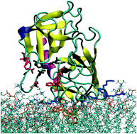 Graphical abstract: How does Proteinase 3 interact with lipid bilayers?