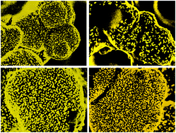 Graphical abstract: High-capacity gold nanoparticle functionalised polymer monoliths