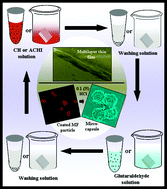 Graphical abstract: Multilayer single-component thin films and microcapsules via covalent bonded layer-by-layer self-assembly