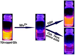 Graphical abstract: Highly selective detection of glutathione using a quantum-dot-based OFF–ON fluorescent probe