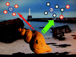 Graphical abstract: Arsenic concentration and speciation of the marine hyperaccumulator whelk Buccinum undatum collected in coastal waters of Northern Britain