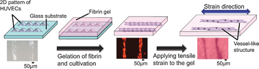 Graphical abstract: Transfer of two-dimensional patterns of human umbilical vein endothelial cells into fibrin gels to facilitate vessel formation