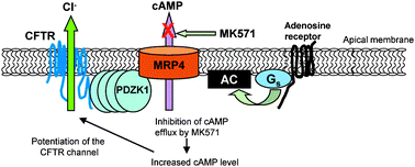 Graphical abstract: CFTR chloride channel in the apical compartments: spatiotemporal coupling to its interacting partners