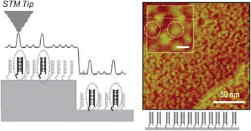 Graphical abstract: Single-molecule imaging of DNA duplexes immobilized on surfaces with a scanning tunneling microscope