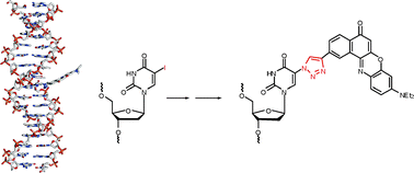 Graphical abstract: In situ azide formation and “click” reaction of nile red with DNA as an alternative postsynthetic route