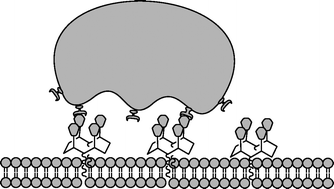 Graphical abstract: Cell adhesion through clustered ligand on fluid supported lipid bilayers