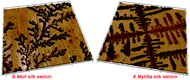 Graphical abstract: The fractal self-assembly of the silk protein sericin