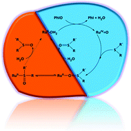 Graphical abstract: The RuIV [[double bond, length as m-dash]] O-catalyzed sulfoxidation: a gated mechanism where O to S linkage isomerization switches between different efficiencies