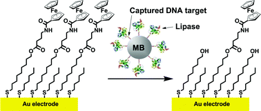 Graphical abstract: Electrochemical DNA sandwich assay with a lipase label for attomole detection of DNA