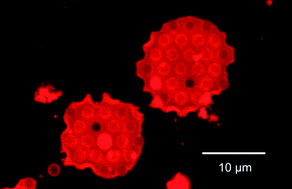 Graphical abstract: Viscoelasticity of pore-spanning polymer membranes derived from giant polymersomes