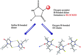 Graphical abstract: Hydrogen bonded dimers vs. one-dimensional chains in 2-thiooxoimidazolidin-4-one (thiohydantoin) drug derivatives