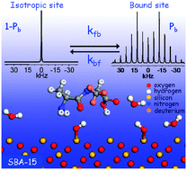 Graphical abstract: A deuterium MAS NMR study of the local mobility of dissolved methionine and di-alanine at the inner surface of SBA-15