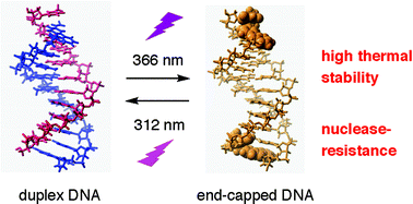 Graphical abstract: Photoreversible DNA end capping for the formation of hairpin structures