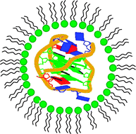 Graphical abstract: Formation and stabilization of G-quadruplex in nanosized water pools