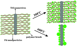 Graphical abstract: Fusion and alloying of (bi)metallic nanocrystals onto TiO2 nanowires in the presence of surface grafted polymer brushes