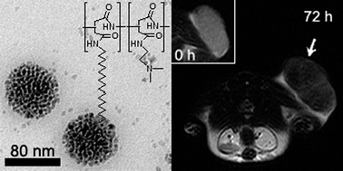 Graphical abstract: Poly(amino acid)s micelle-mediated assembly of magnetite nanoparticles for ultra-sensitive long-term MR imaging of tumors
