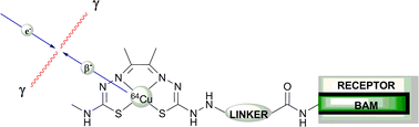 Graphical abstract: Bis(thiosemicarbazones) as bifunctional chelators for the room temperature 64-copper labeling of peptides