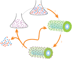 Graphical abstract: Fabrication of mesoporous silica-coated CNTs and application in size-selective protein separation