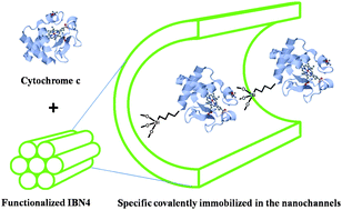 Graphical abstract: Cytochrome c covalently immobilized on mesoporous silicas as a peroxidase: Orientation effect