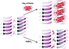 Graphical abstract: Templated display of biomolecules and inorganic nanoparticles by metal ion-induced peptide nanofibers