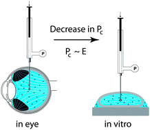 Graphical abstract: Cavitation rheology of the vitreous: mechanical properties of biological tissue