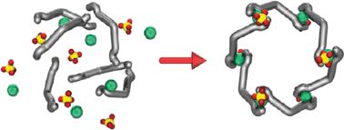 Graphical abstract: Self-assembly of neutral hexanuclear circular copper(ii) meso-helicates: topological control by sulfate ions