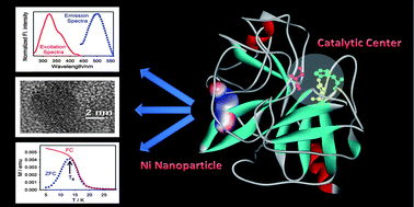 Graphical abstract: Superparamagnetic fluorescent nickel–enzyme nanobioconjugates: synthesis and characterization of a novel multifunctional biological probe